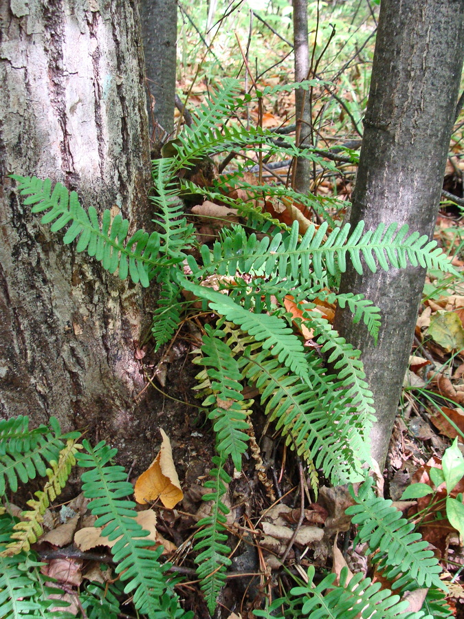 Image of Polypodium sibiricum specimen.