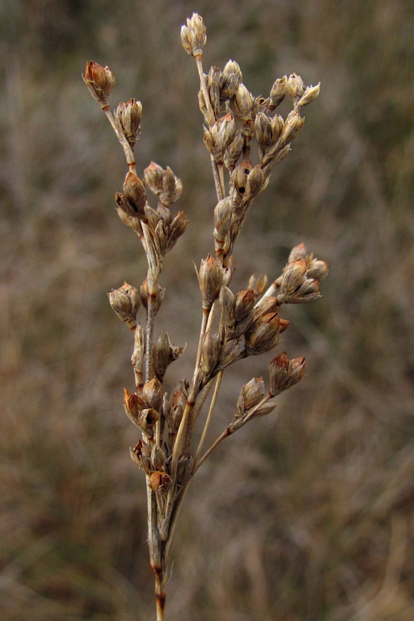 Изображение особи Juncus maritimus.