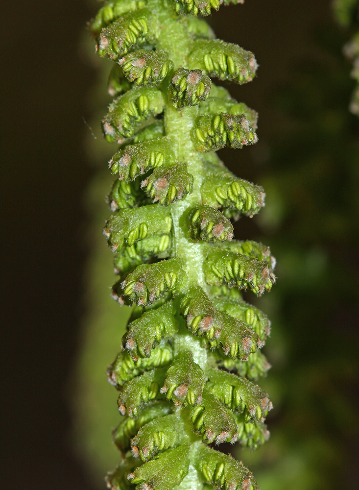 Image of Juglans mandshurica specimen.