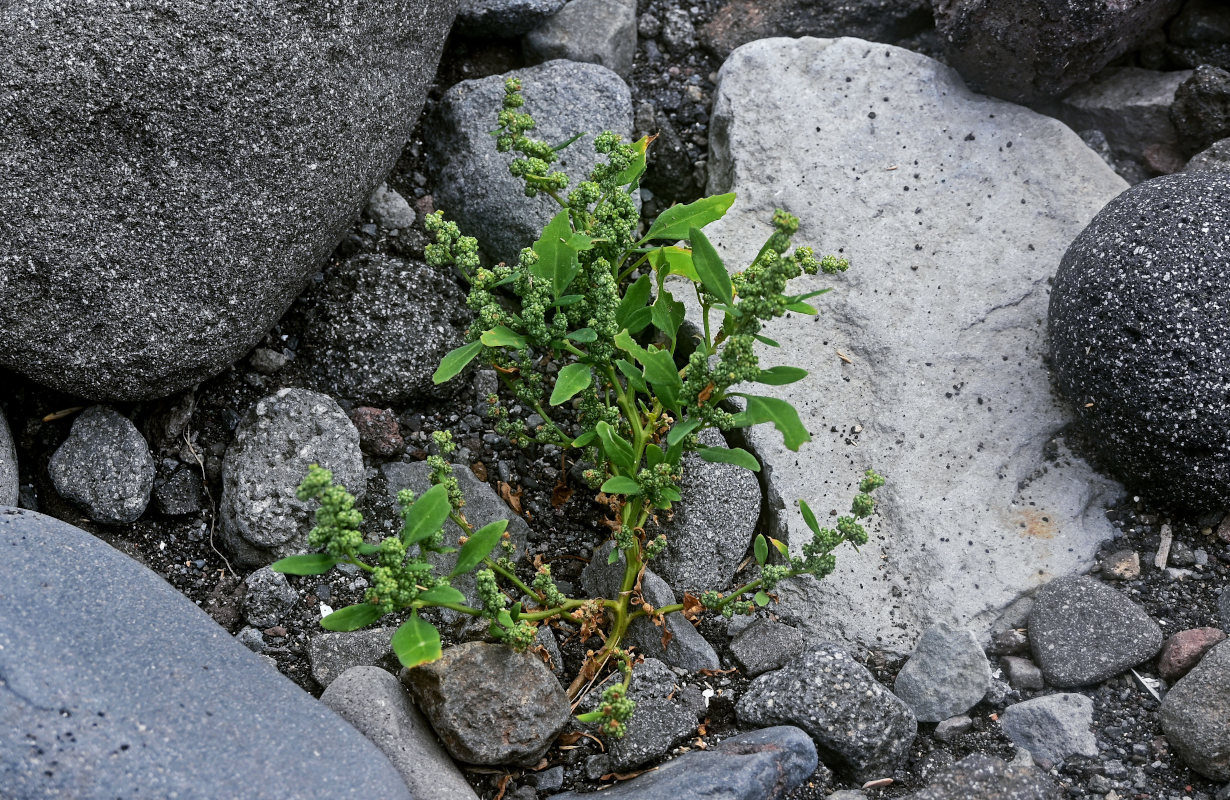 Image of Chenopodium album specimen.
