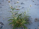 Echinops maracandicus