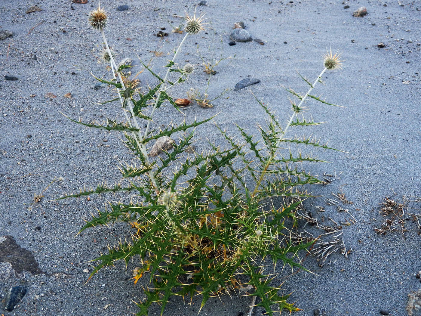 Изображение особи Echinops maracandicus.