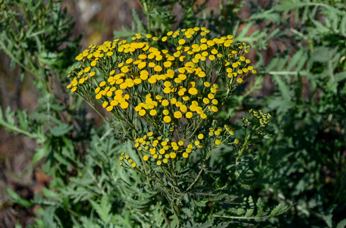 Изображение особи Tanacetum vulgare.