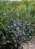 Cichorium intybus. Цветущее растение в сообществе с Caragana и Artemisia. Оренбургская обл., Гайский гор. округ, Губерлинские горы, подножие лугового склона, у дороги. 03.07.2023.