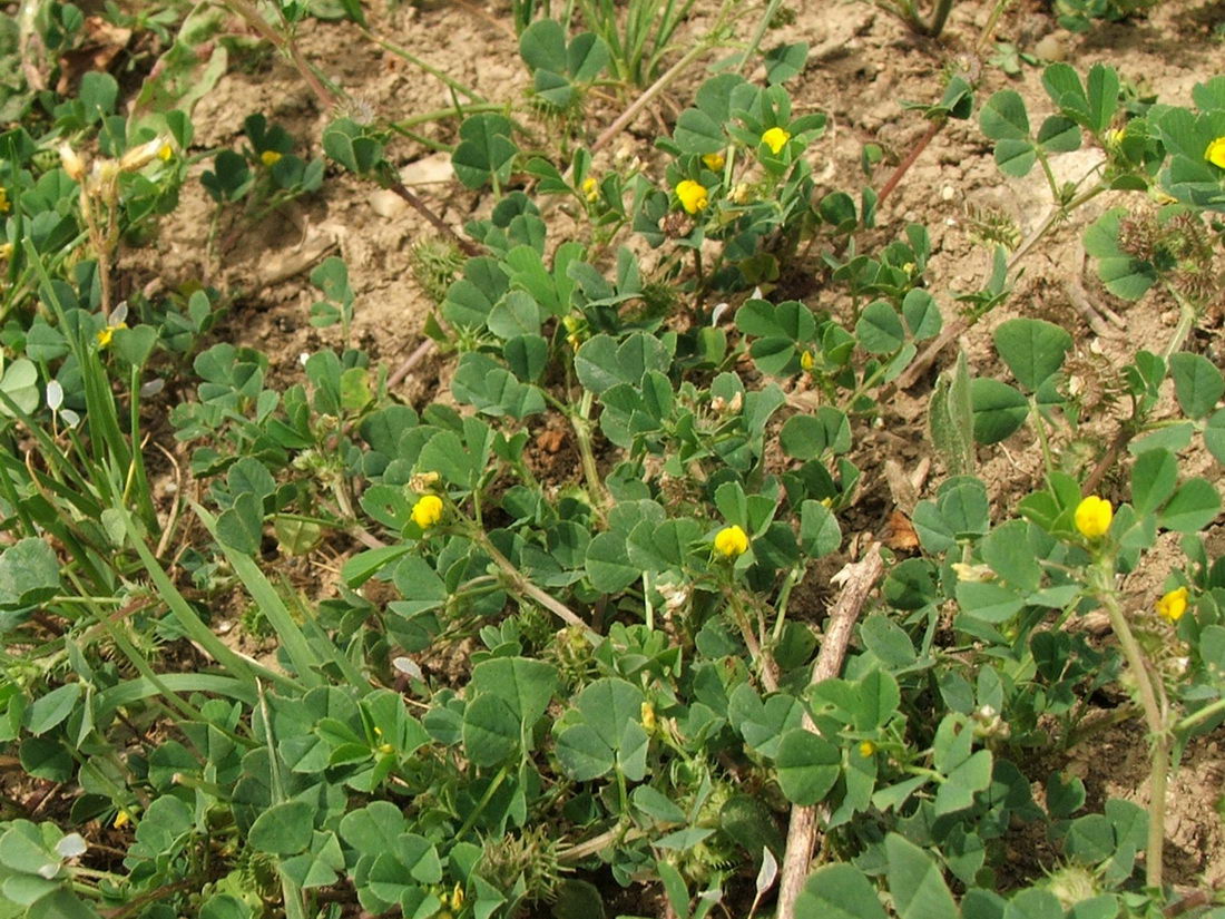 Image of Medicago denticulata specimen.