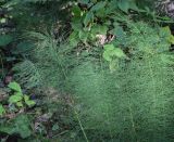 Equisetum sylvaticum