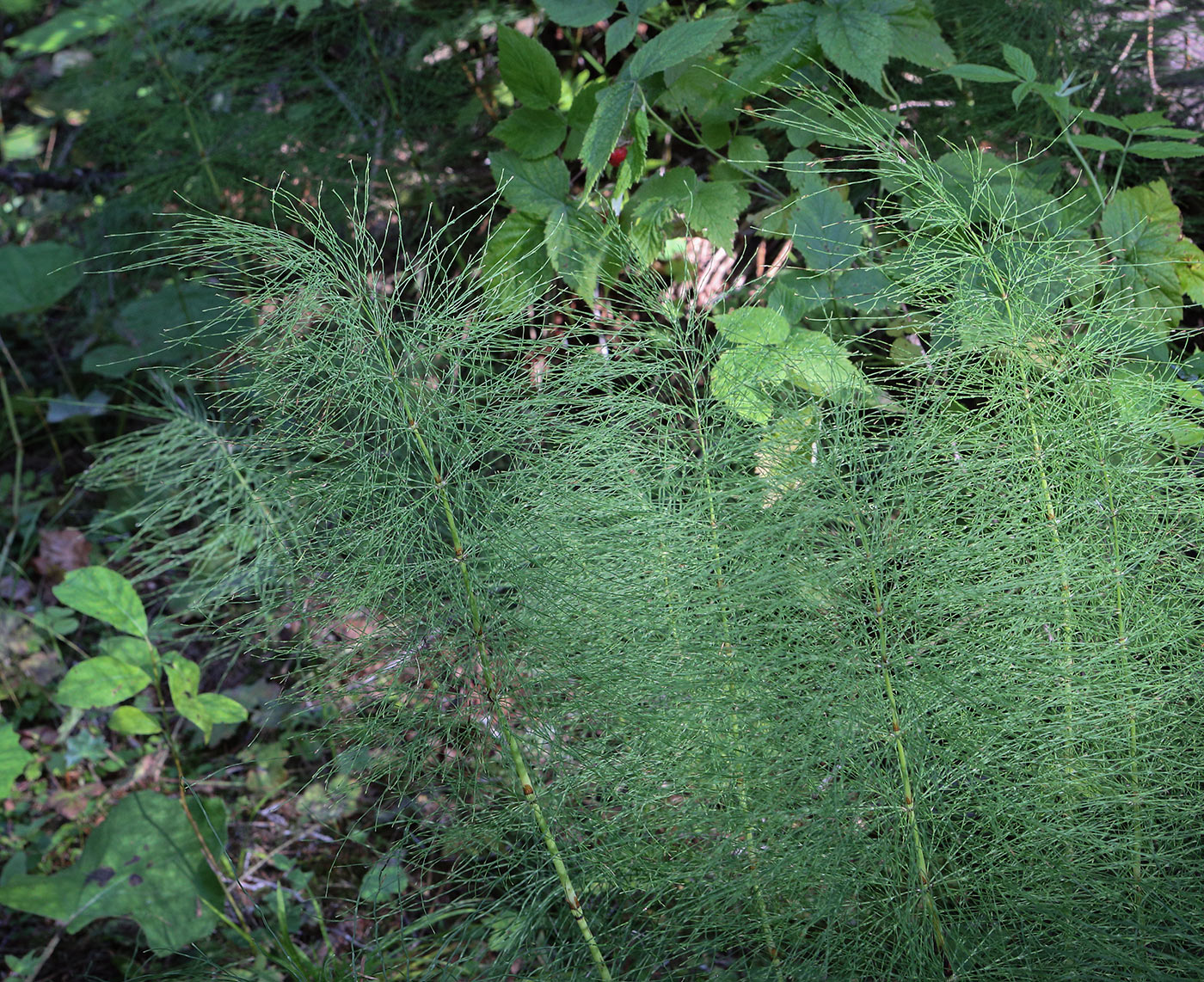 Image of Equisetum sylvaticum specimen.