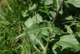 Cirsium heterophyllum. Часть побега. Челябинская обл., Златоустовский гор. округ, национальный парк \"Таганай\", приют «Гремучий ключ», луг. 7 июля 2023 г.