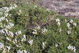 Astragalus tragacantha. Верхушки цветущих побегов. Испания, автономное сообщество Каталония, провинция Жирона, комарка Баш Эмпорда, муниципалитет Тороэлья-де-Монгри, окр. устья р. Тер, маршевый луг Платера (Platera). 28.03.2023.