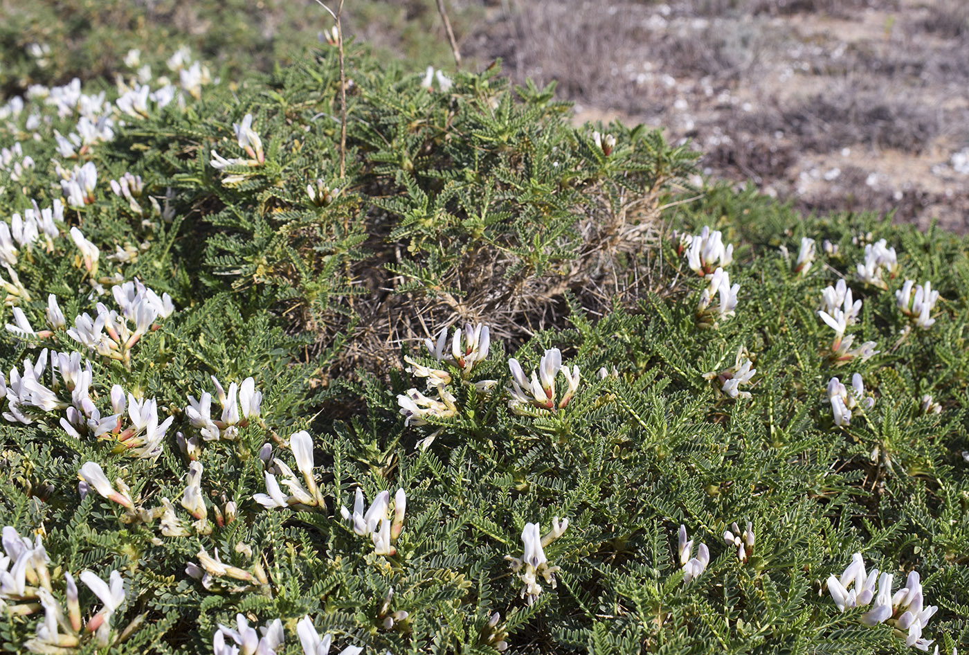 Изображение особи Astragalus tragacantha.