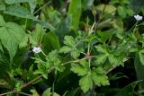 Geranium sibiricum. Часть побега с цветками и плодами. Курильские о-ва, о-в Кунашир, берег оз. Лагунное, опушка смешанного леса, заросли Sasa и Rubus. 18.08.2022.