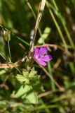 Geranium palustre. Цветок. Калужская обл., Спас-Деменский р-н, окр. Малого Игнатовского болота близ истока р. Вдовчанка, слегка заболоченный луг. 10 сентября 2022 г.