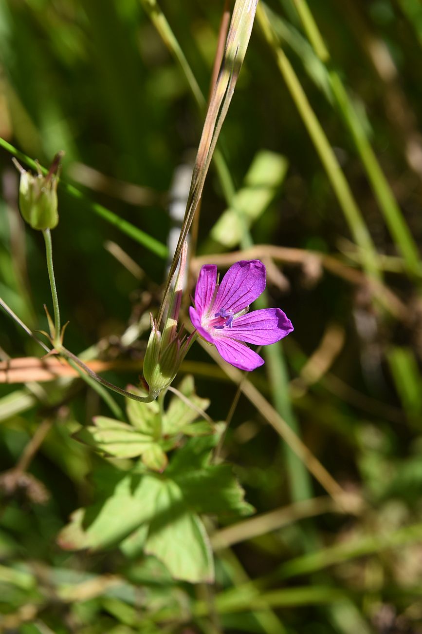 Image of Geranium palustre specimen.