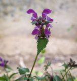 Lamium maculatum. Верхушка цветущего растения. Абхазия, Гудаутский р-н, Мюссерский лесной массив, берег р. Риапши. 12.04.2024.