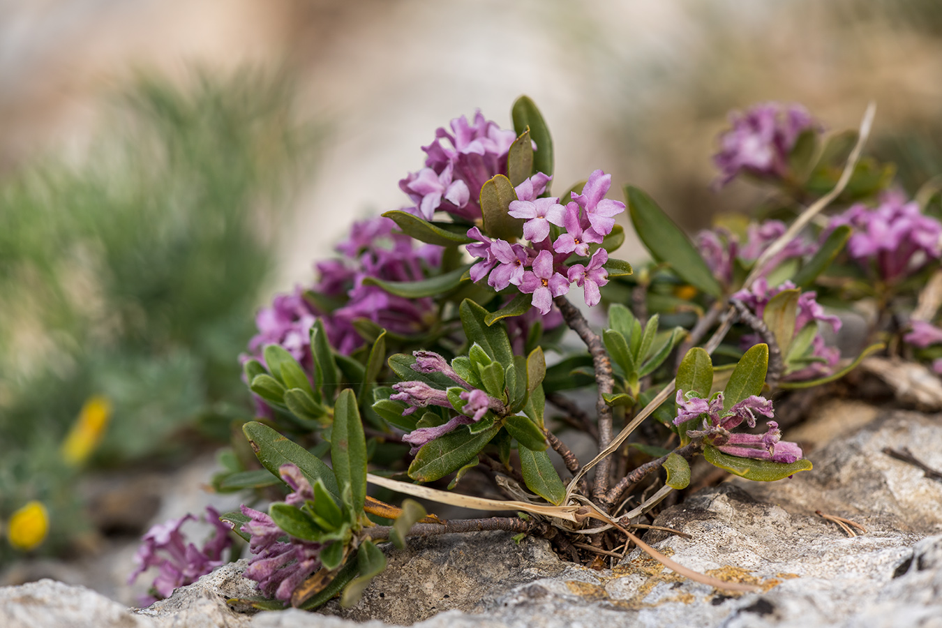 Image of Daphne pseudosericea specimen.