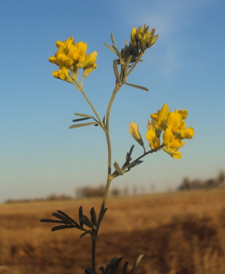 Image of Medicago romanica specimen.