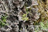 Peltigera canina