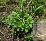 Origanum vulgare
