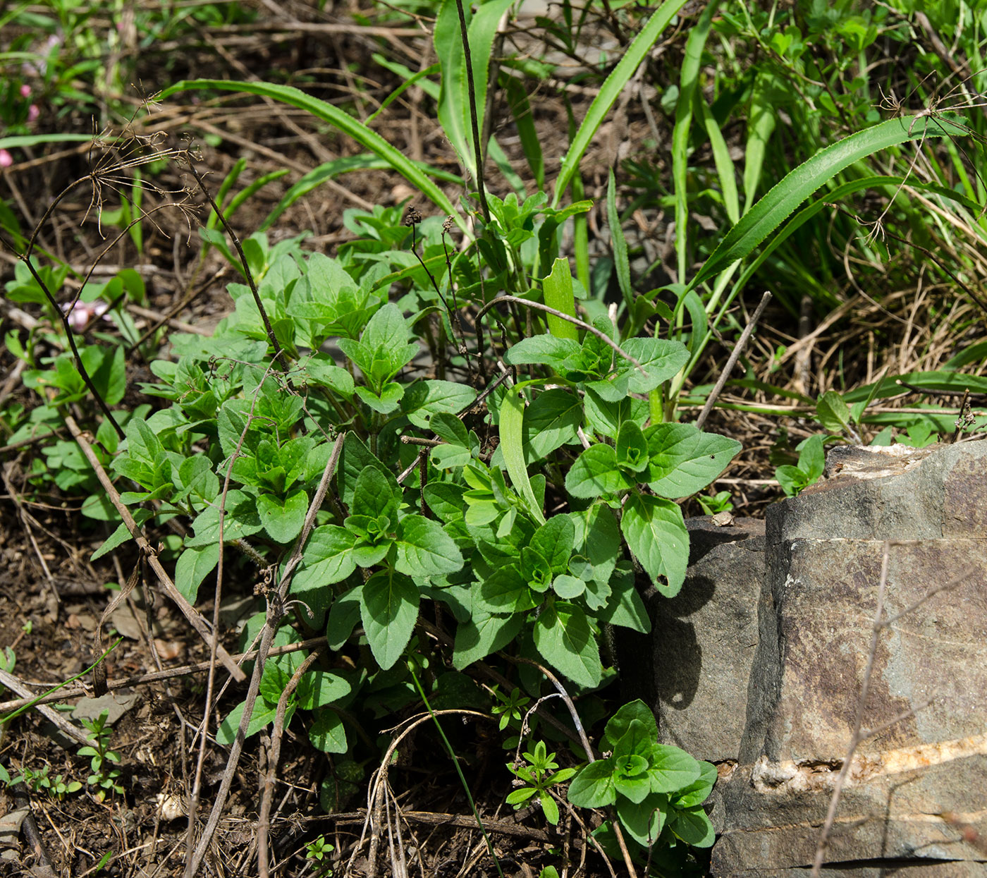 Изображение особи Origanum vulgare.