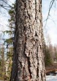 Larix sibirica