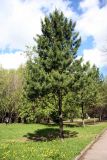 Pinus sibirica. Взрослое дерево. Псков, Летний сад. 30.05.2006.
