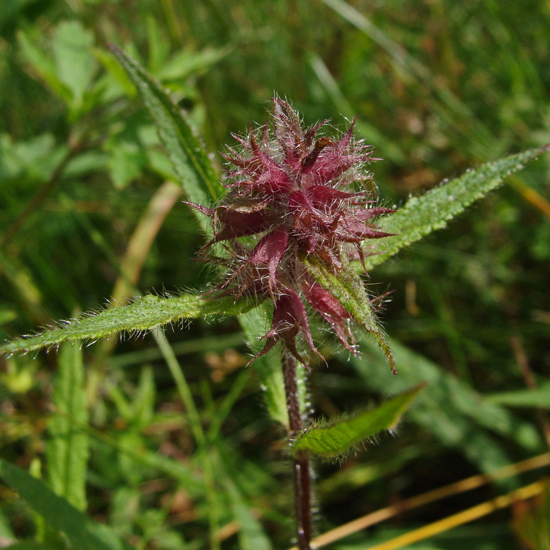 Image of Stachys aspera specimen.