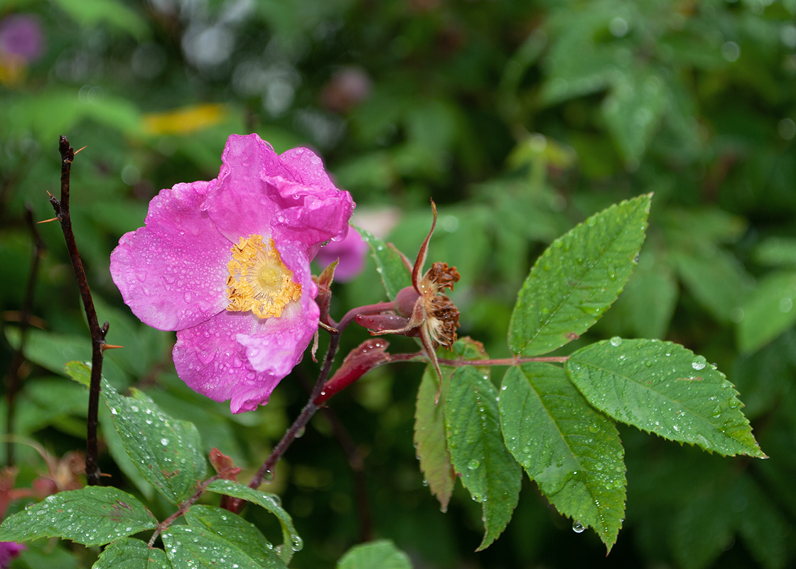 Image of Rosa amblyotis specimen.