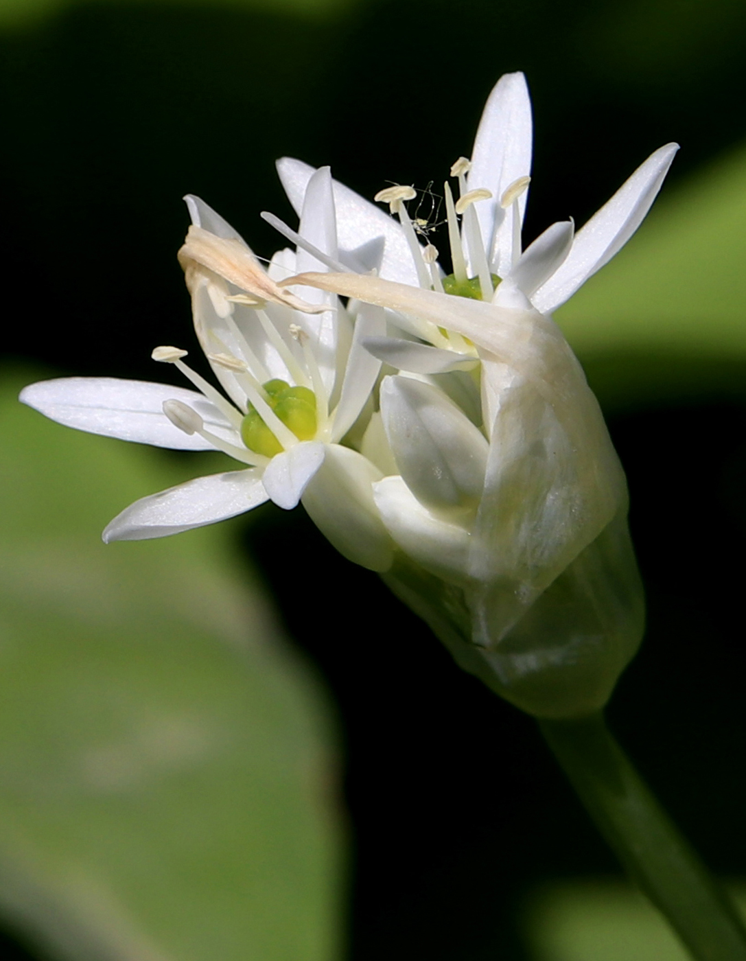 Image of Allium ursinum specimen.