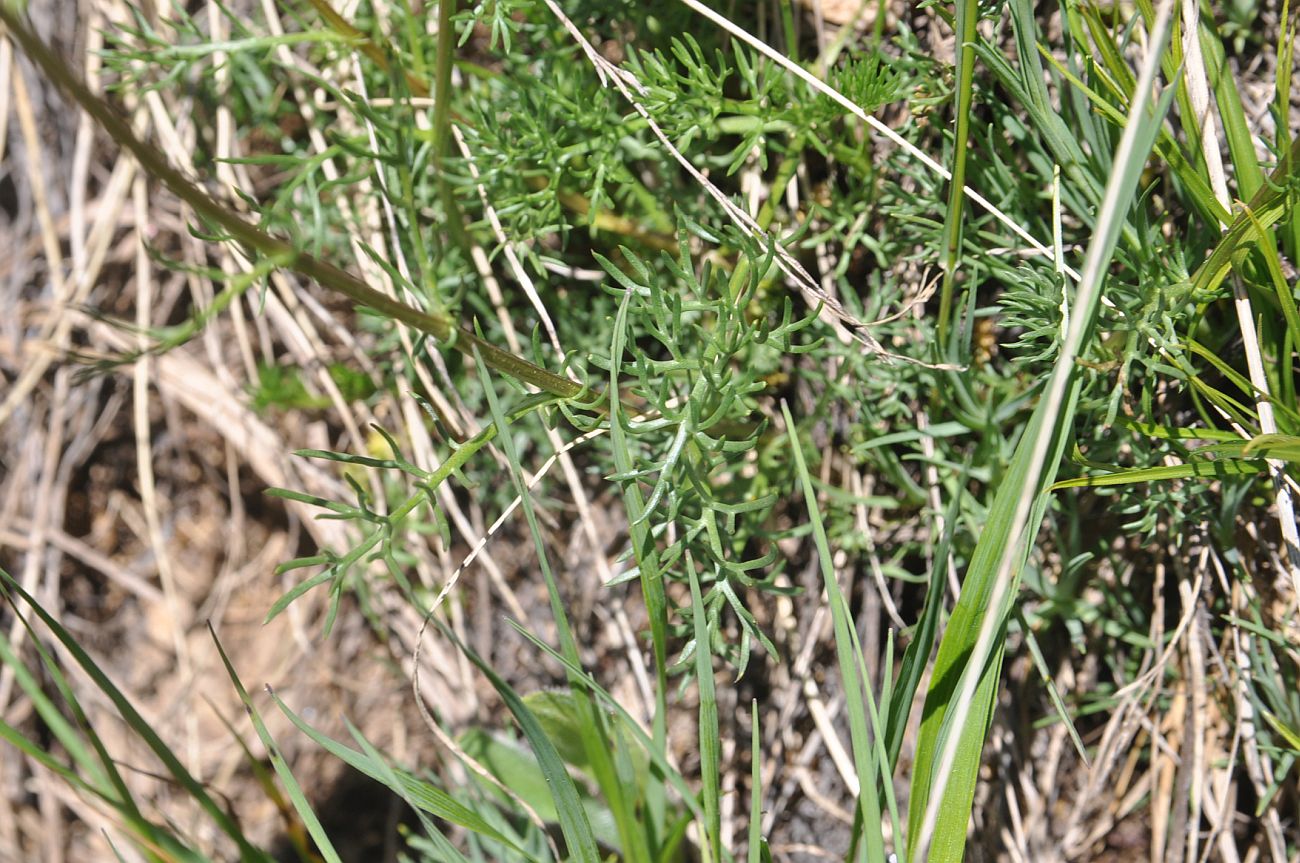 Изображение особи Pyrethrum dolomiticum.