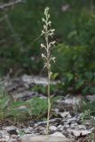 Himantoglossum caprinum. Цветущее растение (высота растения 43 см; соцветия — 22 см). Краснодарский край, м/о Новороссийск, Верхнебаканский с/о, окр. пос. Верхнебаканский, каменистый участок остепененного склона, выс. 241 м н.у.м. 30.05.2024.