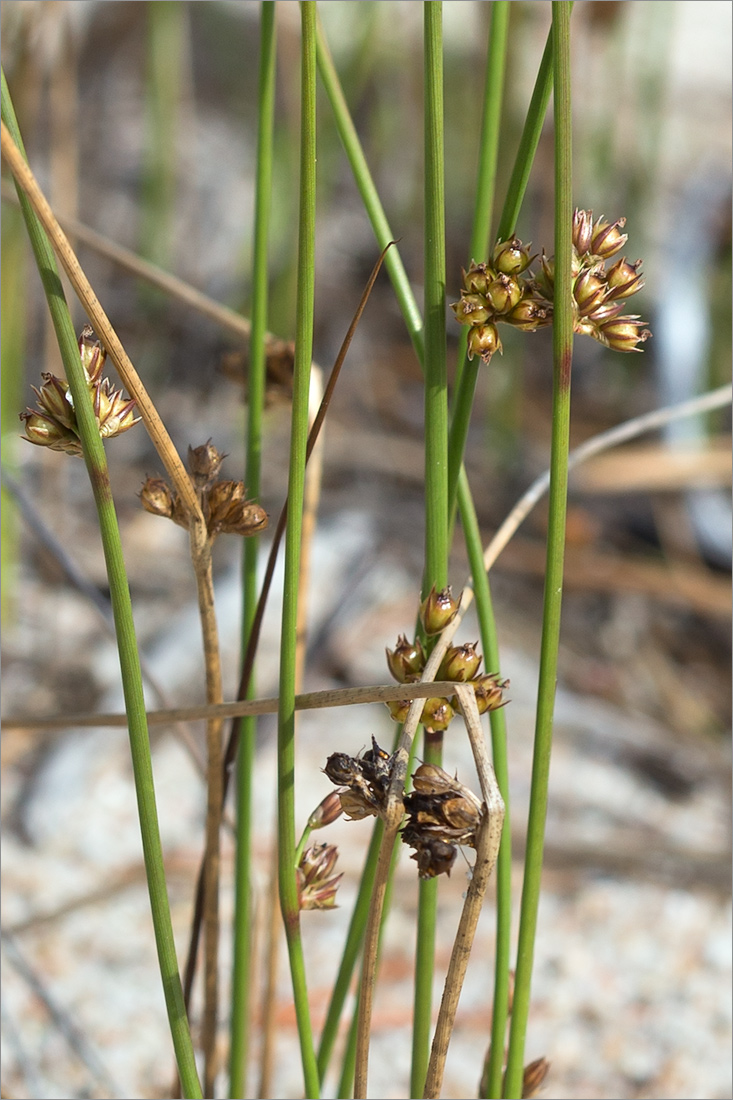 Изображение особи Juncus filiformis.
