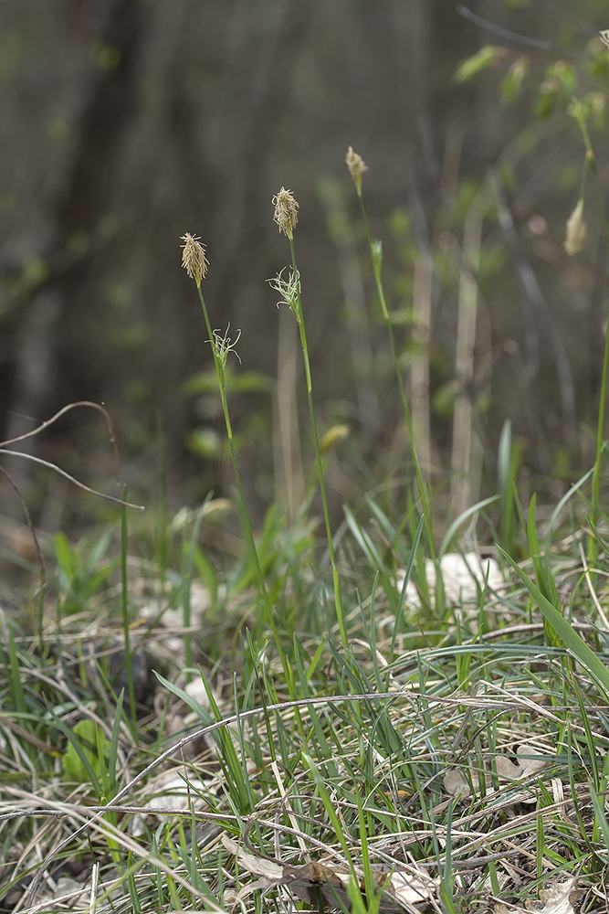 Image of Carex michelii specimen.