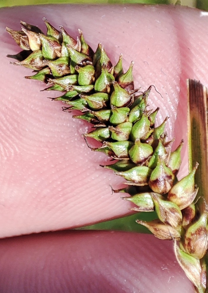 Image of Carex diluta specimen.