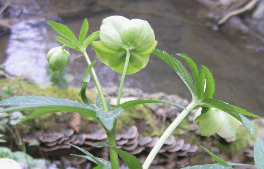 Image of Helleborus viridis specimen.