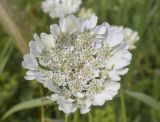 Tordylium officinale