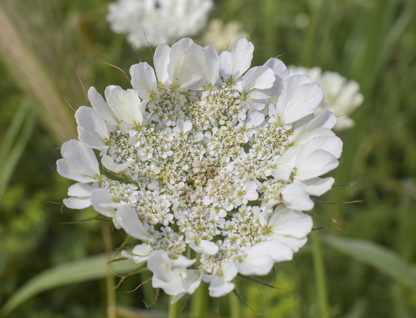Image of Tordylium officinale specimen.