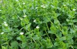 Stellaria neglecta