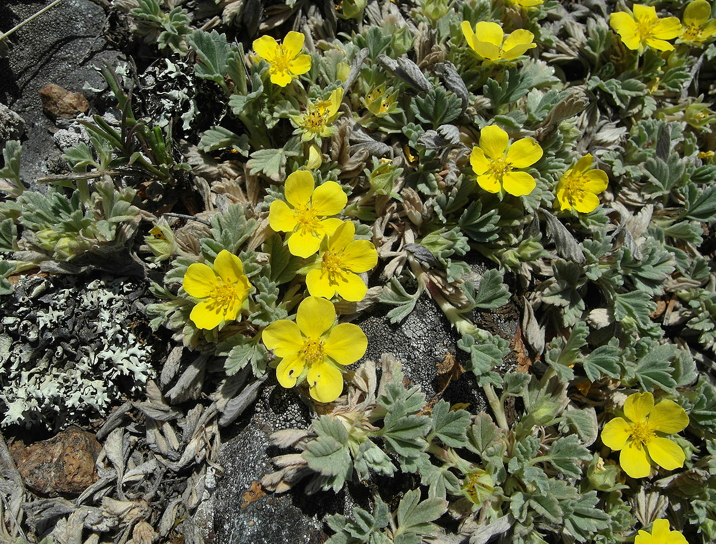 Изображение особи Potentilla acaulis.