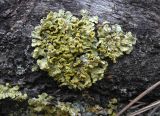 Vulpicida pinastri