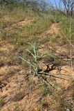 Tragopogon dubius подвид desertorum