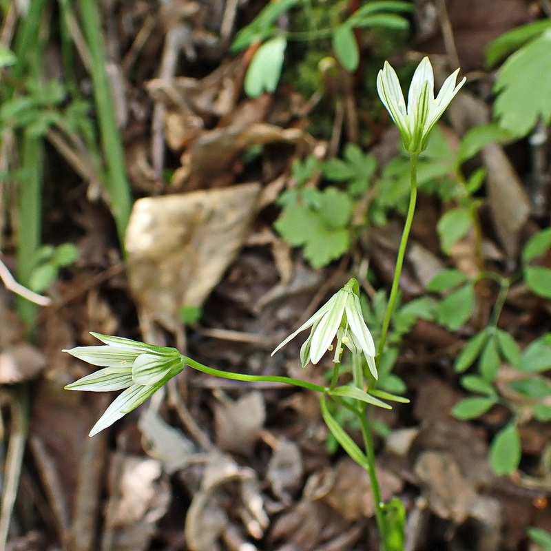 Image of Lloydia triflora specimen.