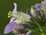 Dontostemon dentatus. Цветок (удалён лепесток) и бутоны. Приморский край, Уссурийский ГО, окр. с. Николо-Львовское, заросли Armeniaca sibirica на южном склоне. 14.06.2025.