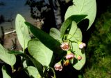 Cotoneaster messerschmidtii