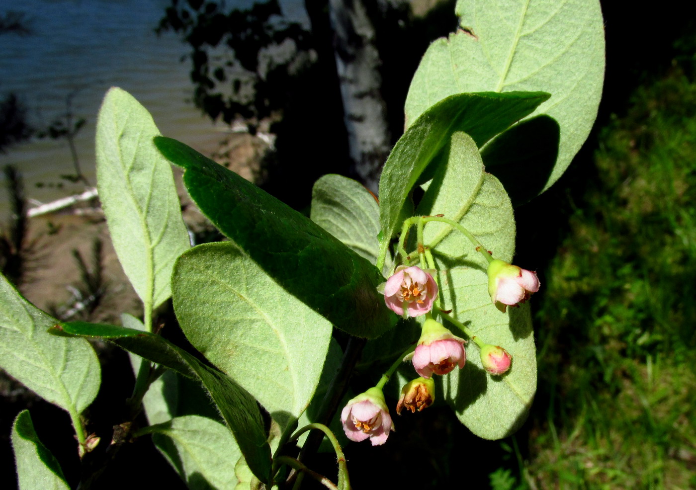 Image of Cotoneaster messerschmidtii specimen.
