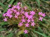 Centaurium erythraea