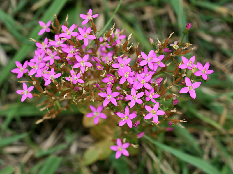 Image of Centaurium erythraea specimen.