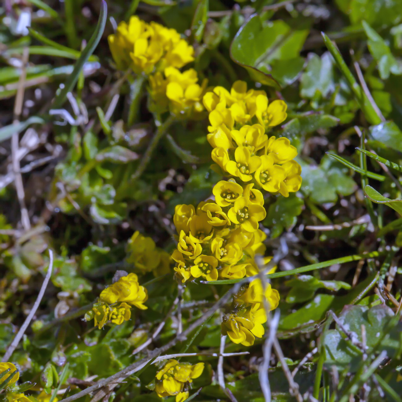 Image of Draba oreades specimen.
