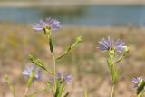 Symphyotrichum × salignum