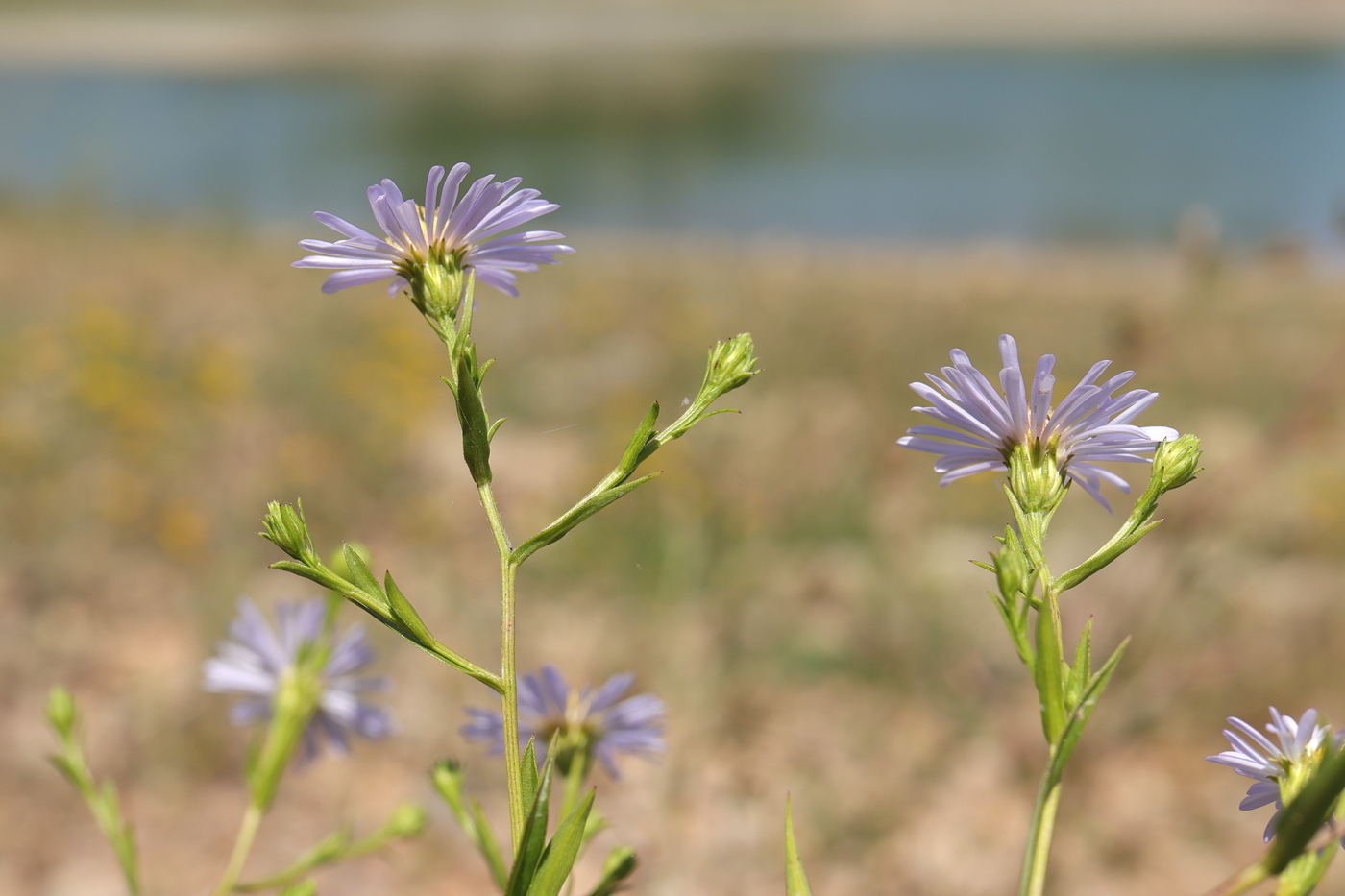 Изображение особи Symphyotrichum × salignum.