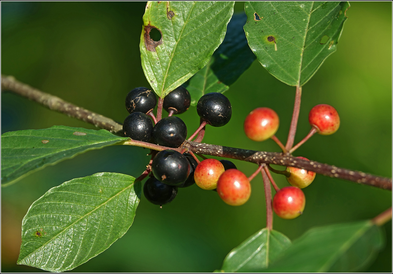 Изображение особи Frangula alnus.